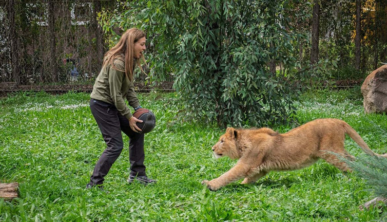 Pars’ın hikâyesi hüzünle bitti! Pençesinde can verdi