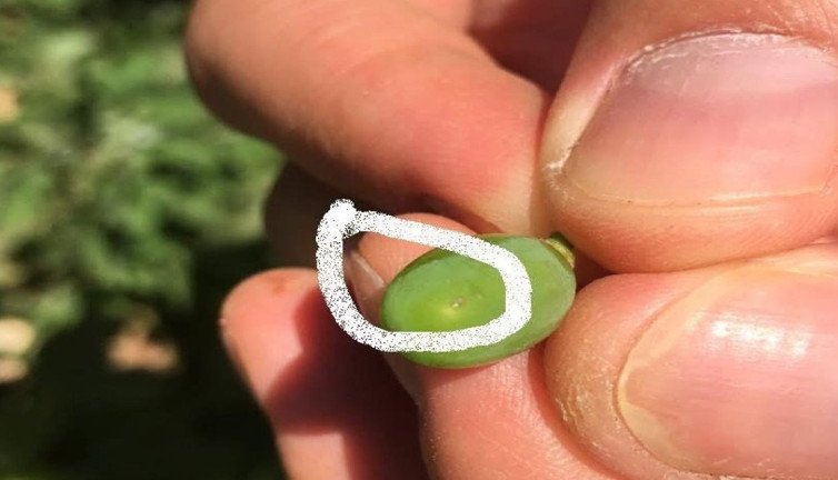 Bağcılara salkım güvesi uyarısı