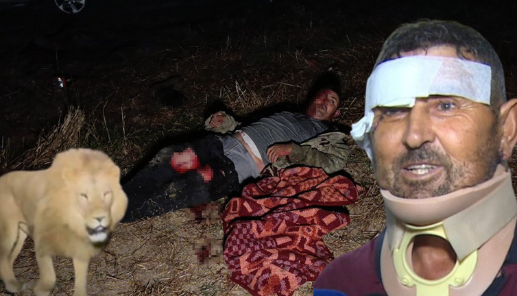 Aslan Zeus’la boğuşan çiftçi mucize kurtuluşu anlattı: Korku filmi gibiydi! Sivrisinek battaniyesi detayı