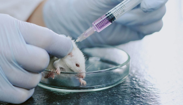 40 bin yıllık insan DNA'sı farelere enjekte edildi: Sonuç ağızları açık bıraktı