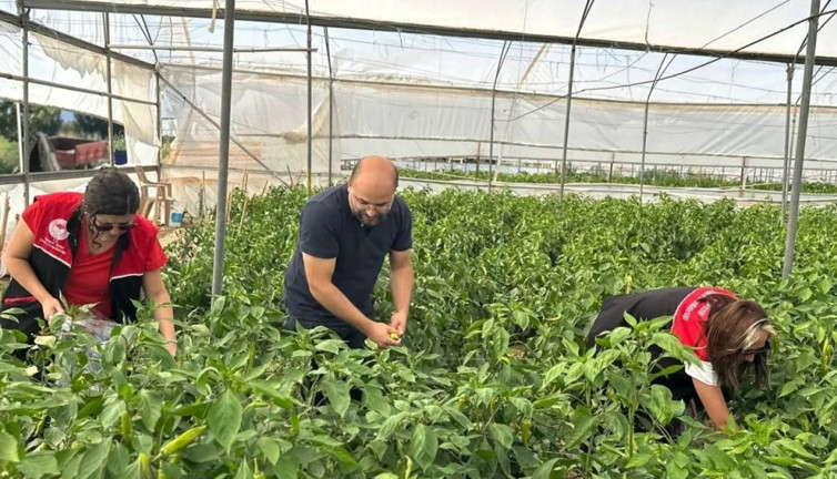 Hasat öncesi pestisit alarmı