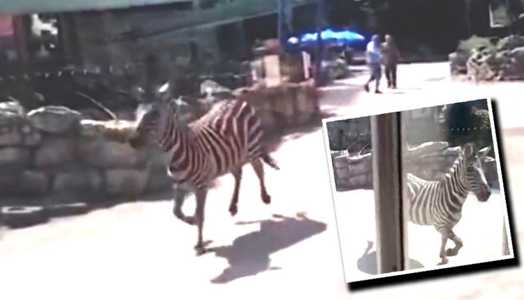 Sırbistan'da hayvanat bahçesinden kaçan Zebra, 3 kişiyi hastanelik etti