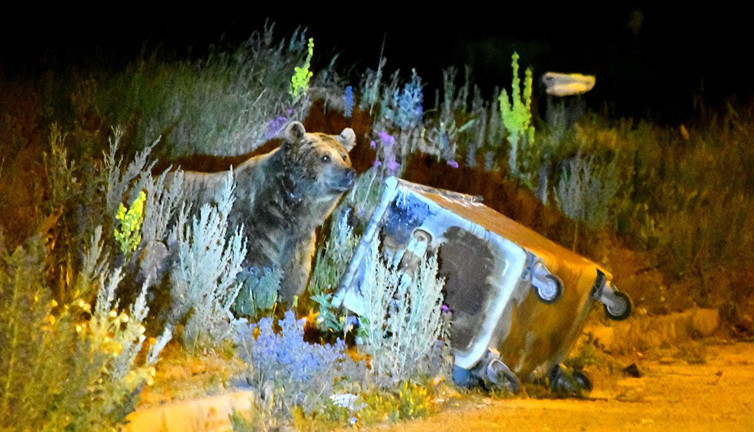 Çöpte yiyecek ararken görüntülendi: Tepe Mahallesi'nde korku dolu anlar! ‘Dikkatli olun’ uyarısı