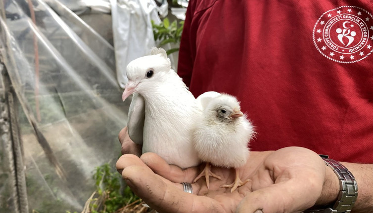 Tavuk yumurtasının üzerine yatan güvercin, çıkan civcive annelik yapıyor