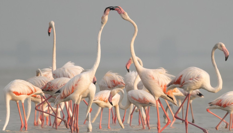 Akyatan’da Flamingo şöleni: Göç molası!