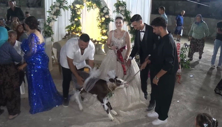 Ayvacık’ta geleneksel takı yerine canlı hediye! Davetiler gözlerine inanamadı