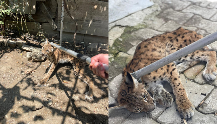 Çorum'da vaşak operasyonu