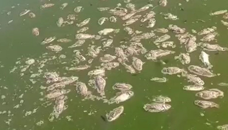 Şırnak'ta korkutan manzara! Gören hayrete düştü