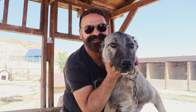 Hamile kangal köpeği zehirli yılanla boğuştu. Sürüyü korumak için canını hiçe saydı