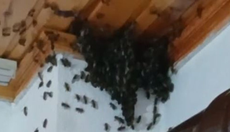 Arılar evi bastı. Ev sahibi şok geçirdi