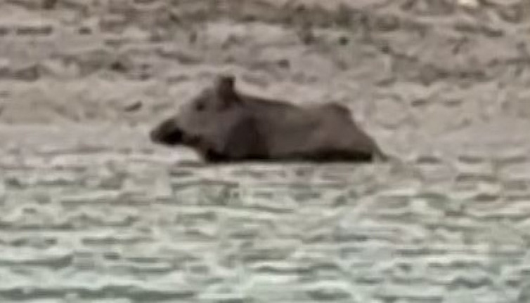 Domuz balık gibi yüzdü