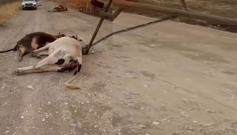 Diyarbakır’da fırtınanın acı bilançosu! Çatılar uçtu, hayvanlar öldü