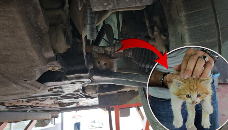 Mucize kavuşma! Otomobilin motorunda 3 şehirlik macera: Bu ‘İyi insanlar iyi ki varlar’ haberidir