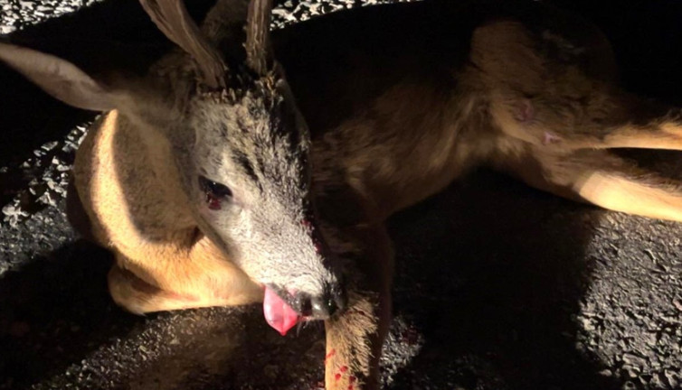 Kütahya’da yaralı karaca emin ellerde!