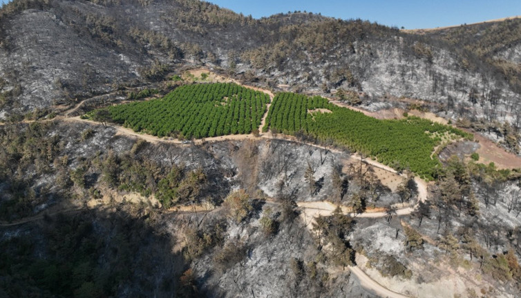 Orman yangını bir tek orayı yakamadı. Gizemli yerin sırrı çözüldü