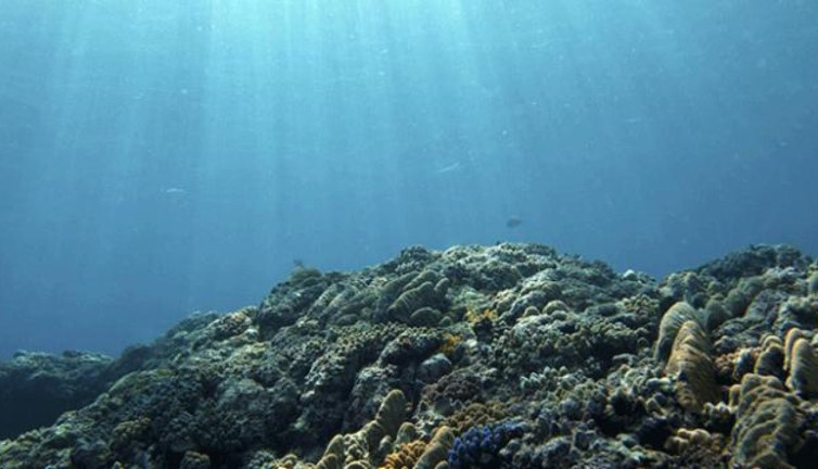 Pasifik okyanusunda keşif dalgası! Yeni balık türleri ortaya çıktı