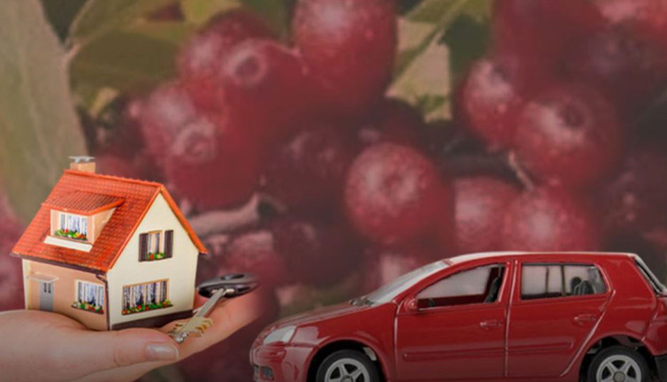 Bu bitkiyi eken 1 senede evini alıp altına aracını çekiyor! 1 karış toprağı olan bile ekiyor