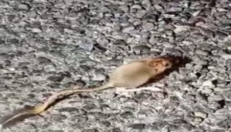 Kırmızı listede yer alan özel hayvan Tunceli'de görüntülendi