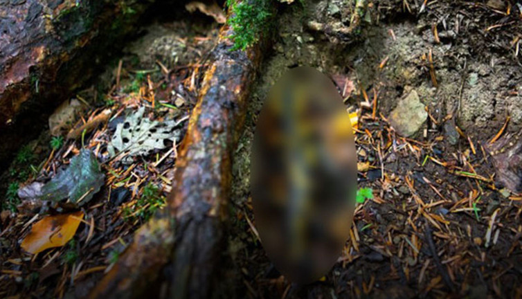 Türkiye'nin köyünü istila ettiler! Zehir bile öldüremiyor...