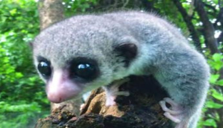 Ormanın gizemli misafiri keşfedildi! Yeni cüce gün yüzüne çıktı
