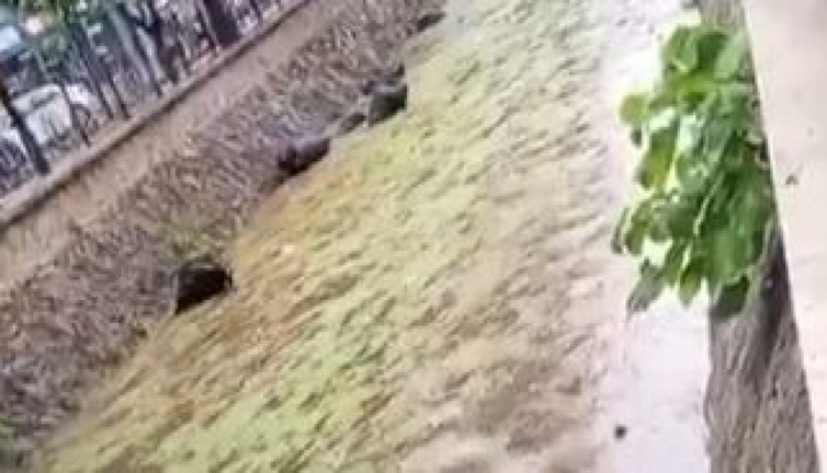 Gemlik körfezi çöplüğe döndü