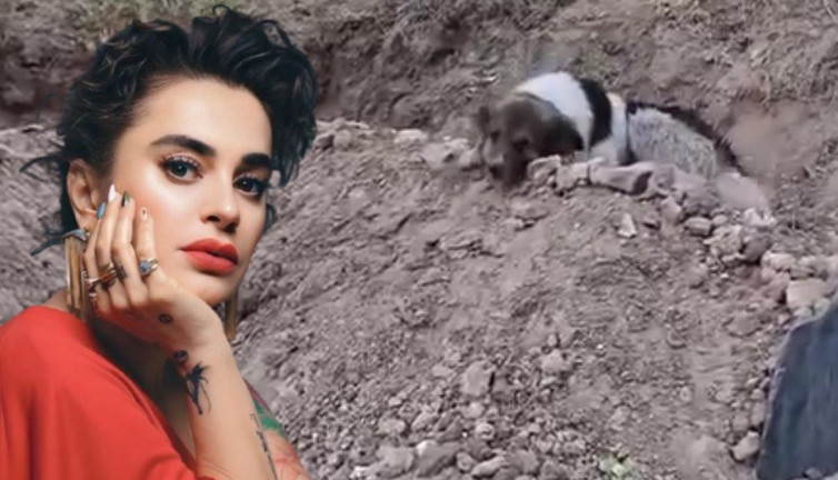 Türkiye’yi ağlatan köpeğe ünlü şarkıcı Ceylan Ertem kucak açtı! Sahibinin mezarı başından ayrılmayarak yürekleri dağlamıştı