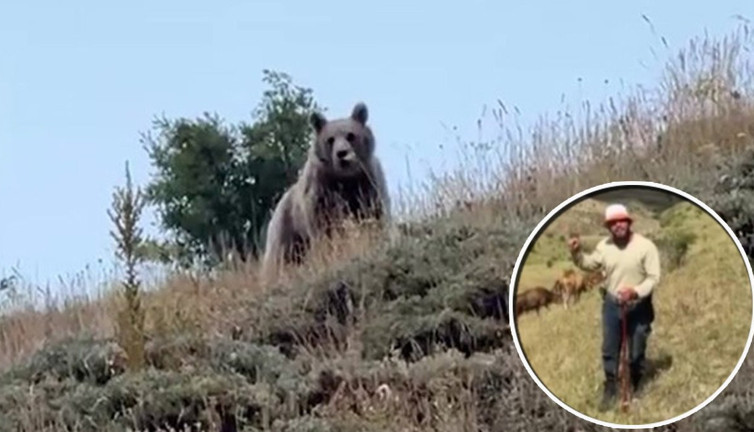 Çobanın bağırışı yetti! Hayvan otlatırken ayıyla burun buruna geldi