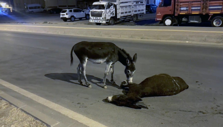 Anneye son bakış! Yavru eşeğin vefası yürekleri dağladı