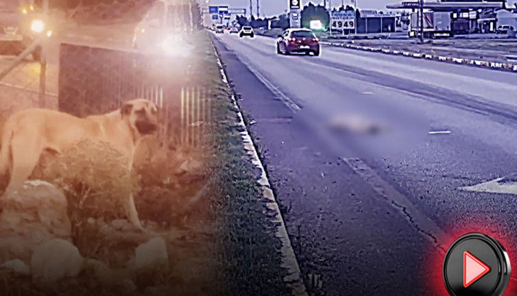 Köpeğin veda nöbeti yürekleri sızlattı!