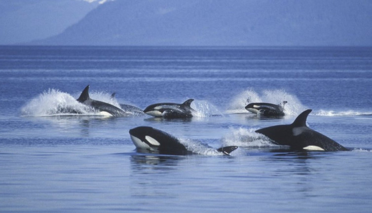 Balinalarla yapay zekayla konuşmak