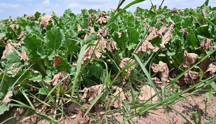 Çiftçi endişeli ve isyanda: Bu işi yapmak için gelecek göremiyorum!