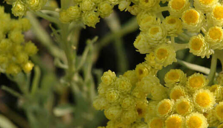 İltihapla savaşan mucize ot! Sağlık için bardak bardak için