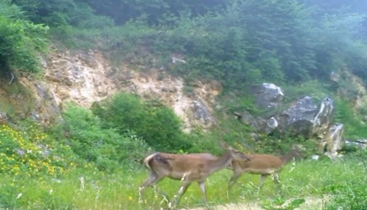 Doğanın sessiz devleri fotokapana yakalandı! Ortaya etkileyici görüntüler çıktı