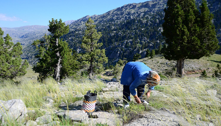 Kokusu yaylayı sardı! Toroslar’da şifa avı başladı: Grip ve Bademciğe Karşı