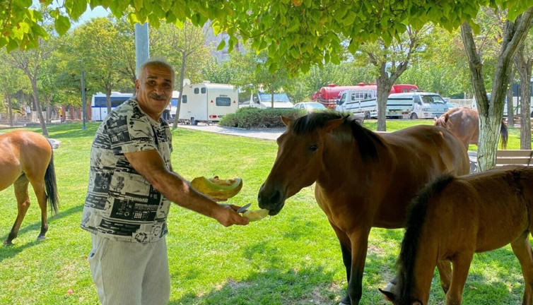 Spil Dağı’nda aç kalan Yılkı atları Laleli Pazarı’nı bastı: Karpuz ve kavun keyfi yaptılar!
