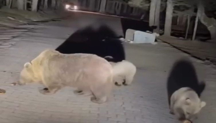 Ayılarla tehlikeli oyun! Uludağ’da şok görüntüler