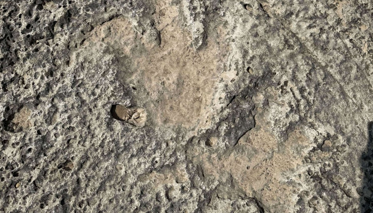 Sel felaketi tarih yazdı: 115 milyon yıllık izler arkeoloji dünyasını heyecanlandırdı