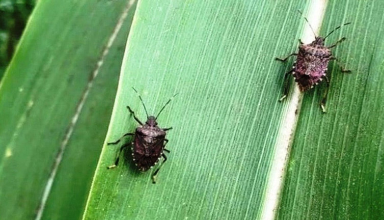 Mısırda kokarca tehlikesi: Üreticiler dikkat!