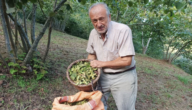 Fındık üreticisinin umudu serbest piyasa! "Üretim miktarı yüksek değil"