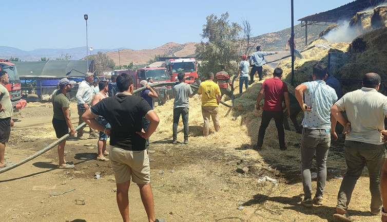 İzmir'deki çiftlik yangınında çok sayıda büyükbaş hayvan öldü