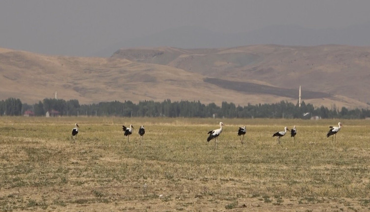 Binlerce leylek Muş’ta: Göç yolculuğu başlıyor!