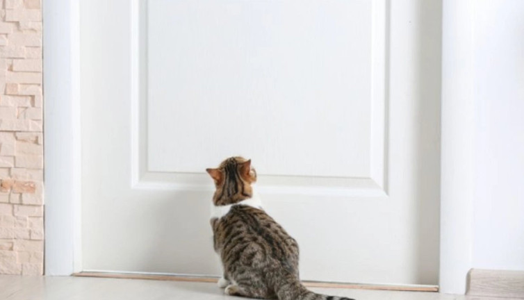 Kapalı kapılar kedileri çıldırtıyor! İşte nedeni...