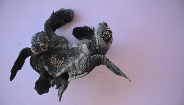 Caretta Caretta’da ender olay! Manavgat'ta Siyam ikizi yavru bulundu