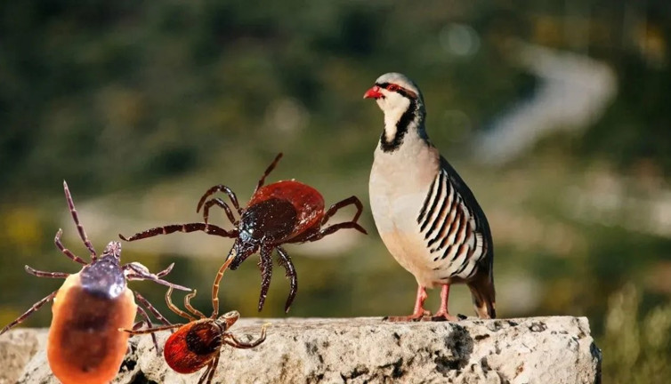 Keklikler kene avcısı mı, yoksa virüs taşıyıcısı mı? İşin uzmanları anlattı