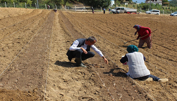 Karabük'te safran soğanı toprakla buluştu