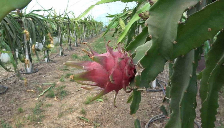 Ejder meyvesi hasadı yüzleri güldürdü