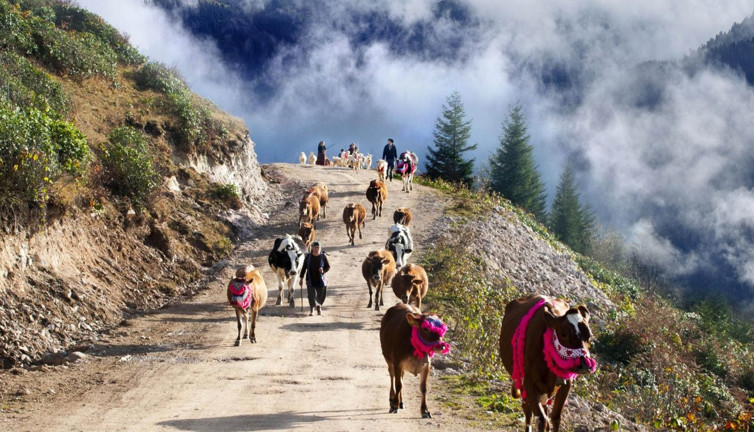 Şap hastalığı yayla hayvancılığını vuruyor! Uzmanlardan aşı uyarıları