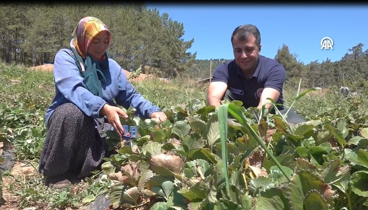 20 yıl önce tarlalarına ektiler her yıl paraya para demiyorlar. 50 ülke almak için sırada bekliyor