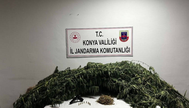 Konya’da mısır tarlasına giren jandarma zehirli gerçeği ortaya çıkardı