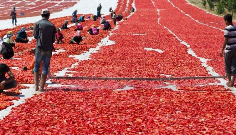 Siverek’te üretiliyor dünyaya ihraç ediliyor... İşçiler günlük bin lira kazanıyor